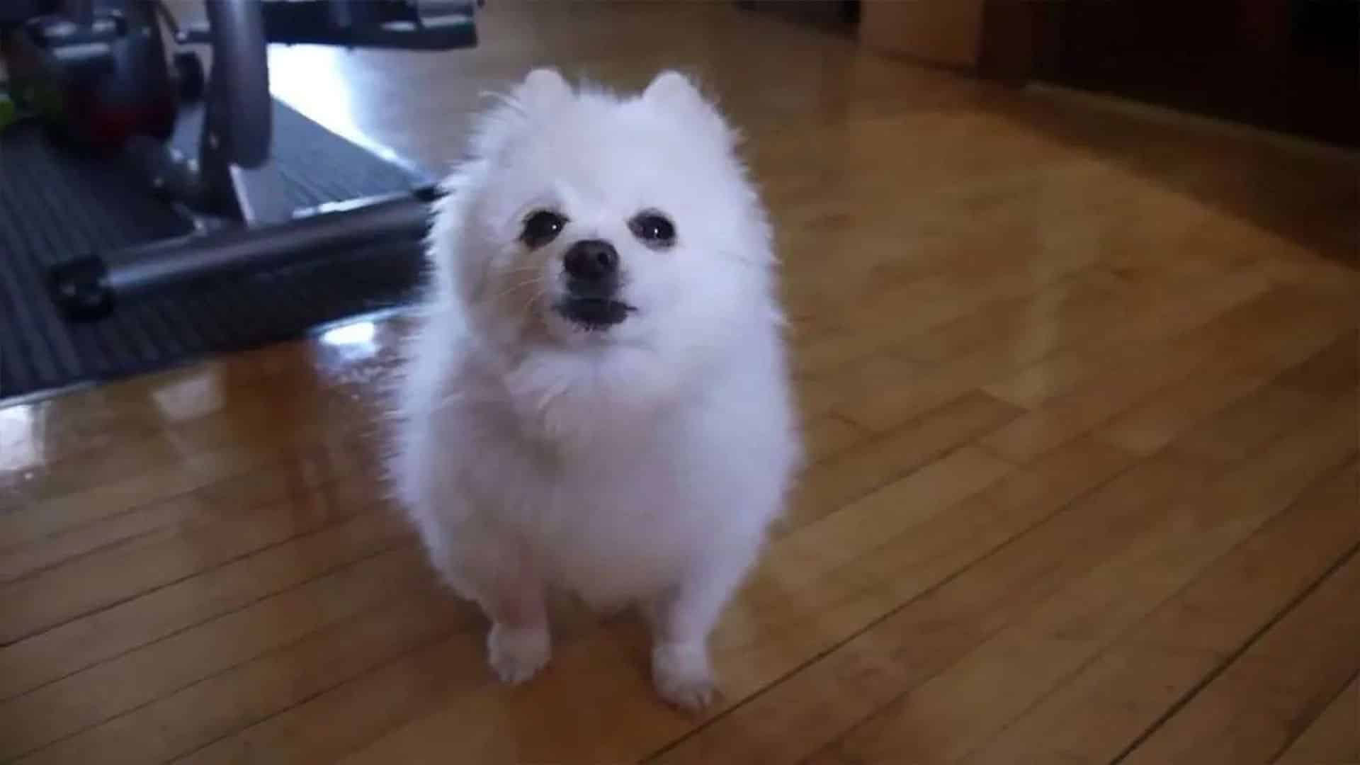 What happened to Gabe the rescue dog? Career, Death, Owner - Net Worth Post